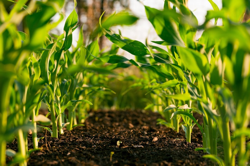 Campo agricola bajo estres climatico